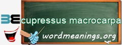 WordMeaning blackboard for cupressus macrocarpa